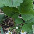 Birdnet for Strawberry Plants