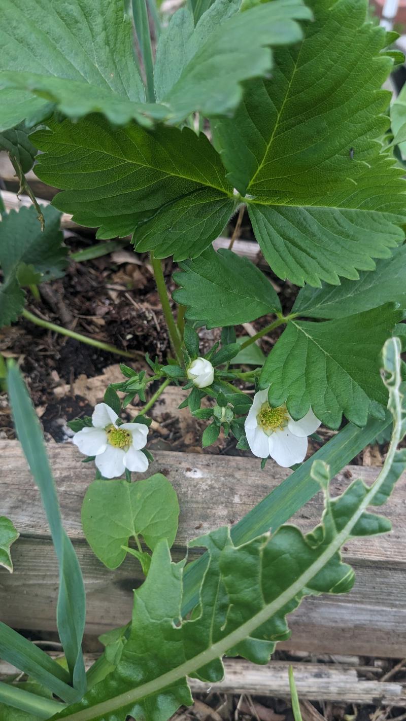 Featured image of post Birdnet for Strawberry Plants