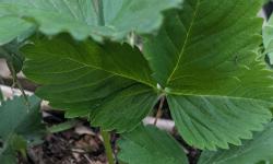 Featured image of post Birdnet for Strawberry Plants