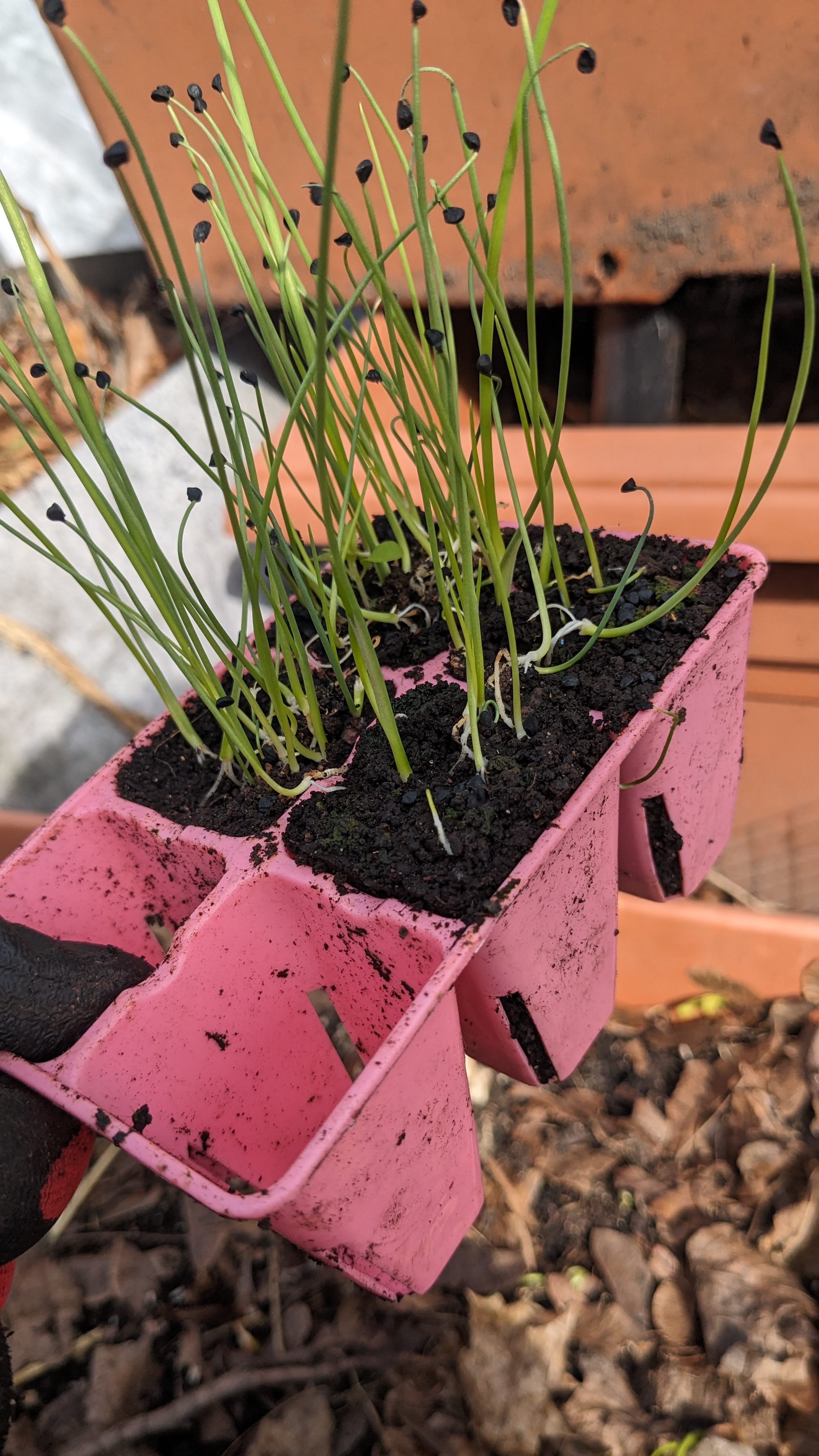 Bootstrap Farmer Cell Tray