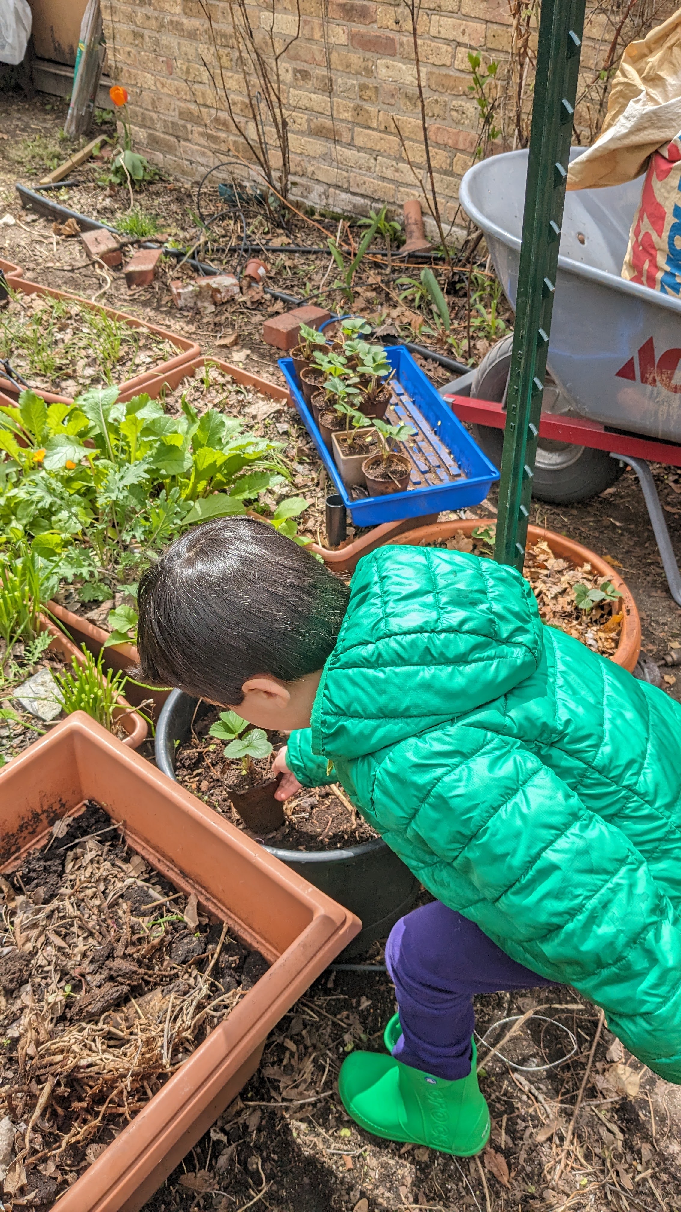 Sufian Planting Stawberry